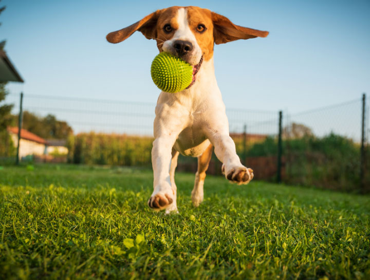 Pet Boarding Dog Boarding